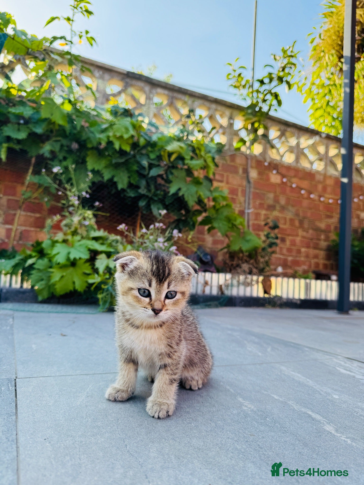 Scottish Fold cats Scottish Fold Kittens Ready For Forever Homes - Advert 18