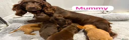 Cockapoo dogs for sale: Cockapoo ready to leave - Advert 16