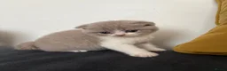 Scottish Fold cats for sale: 6 Scottish fold kittens  - Advert 14