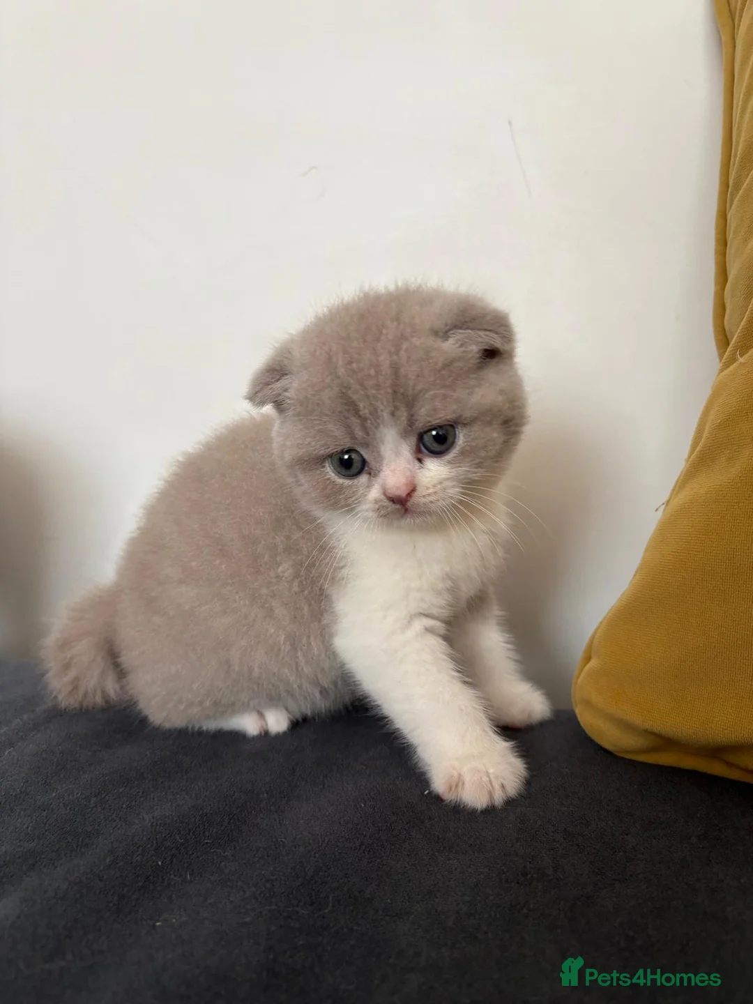 Scottish Fold cats for sale: 6 Scottish fold kittens  - Advert 14