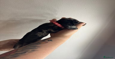 Miniature Dachshund dogs - Advert 15