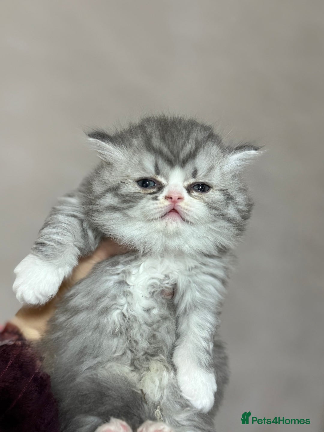 Persian cats for sale: Persian kittens  - Advert 12