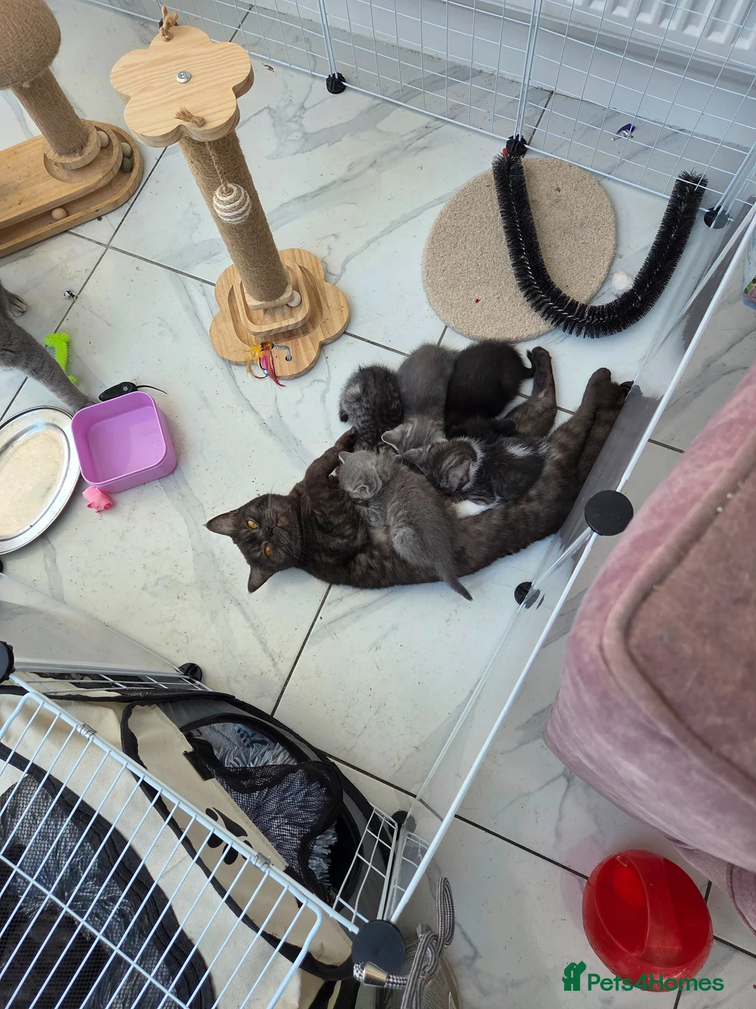 British Shorthair cats for sale: British shorthair cross kittens. Silver striped in Sutton-in-Ashfield - Advert 2