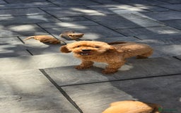 Cavapoochon dogs for sale: Light fox red Cavapoochon puppies - Image 13