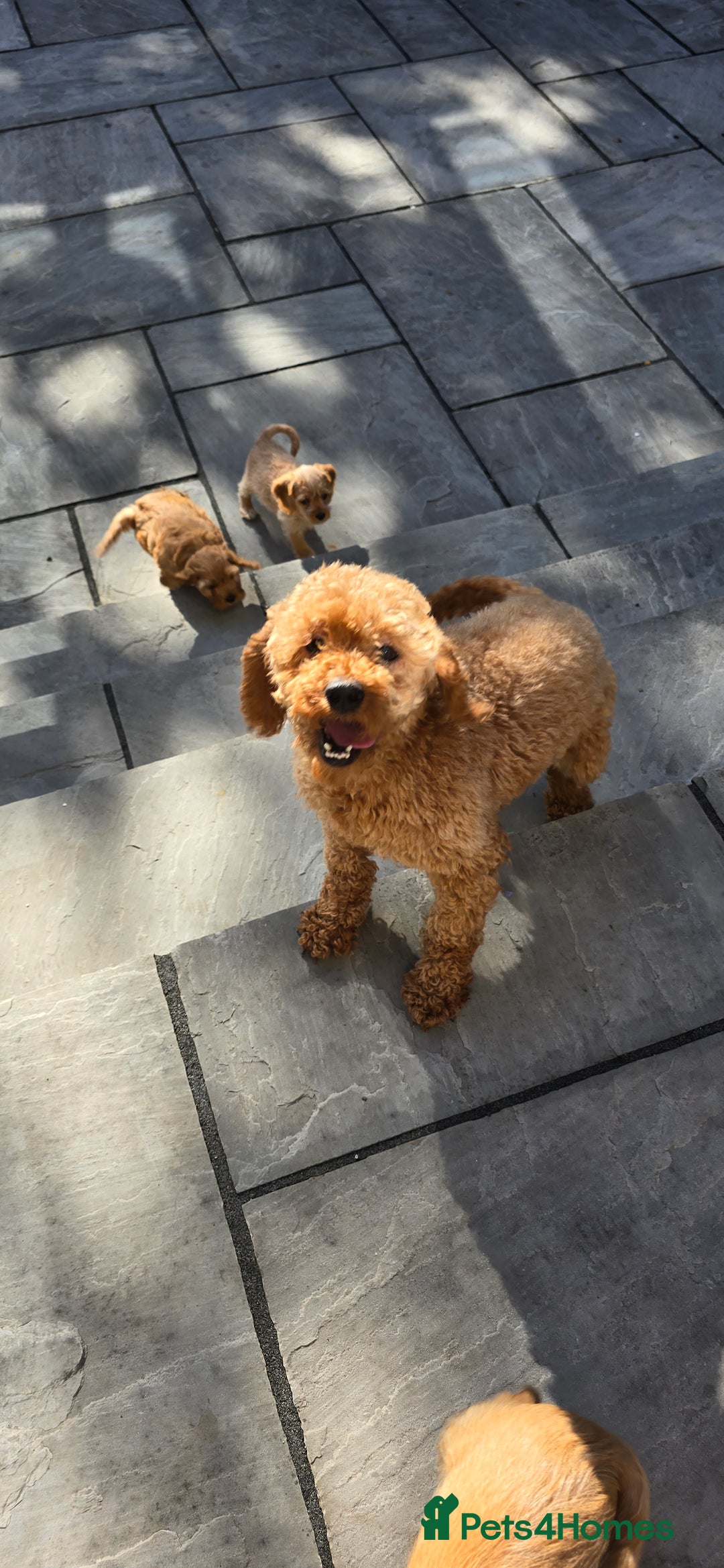 Cavapoochon dogs for sale: Light fox red Cavapoochon puppies - Image 13
