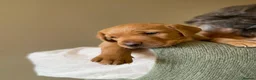 Labrador Retriever dogs for sale: KC Reg Fox Red and Black Labrador Puppies - Advert 1