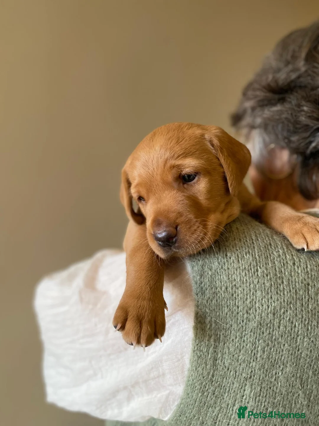 Labrador Retriever dogs for sale: KC Reg Fox Red and Black Labrador Puppies - Advert 1