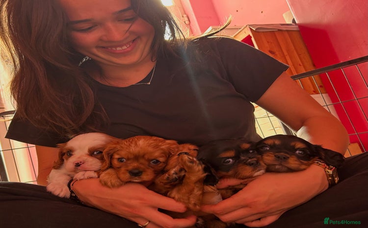 Cavalier King Charles Spaniel dogs - Advert 13