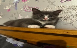 Ragdoll cats for sale: Beautiful ragdoll x domestic shorthair kittens - Image 13
