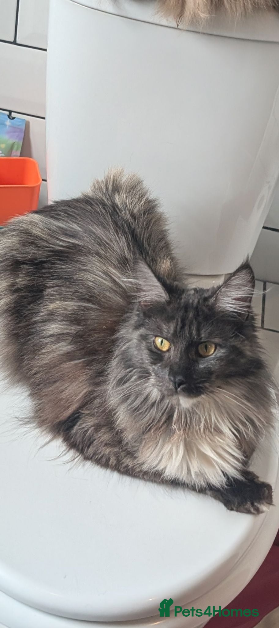 Maine Coon cats 1 year old black smoke Maine coon female - Advert 1