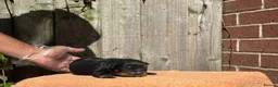 Rottweiler dogs for sale: Top quality kc reg Rottweiler pups german/serbian - Advert 15