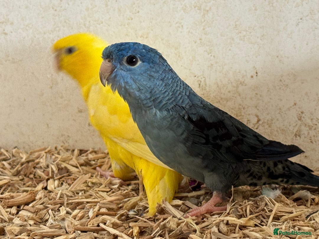 Mixed Breed birds for sale: A proven pair of linolets - Image 2
