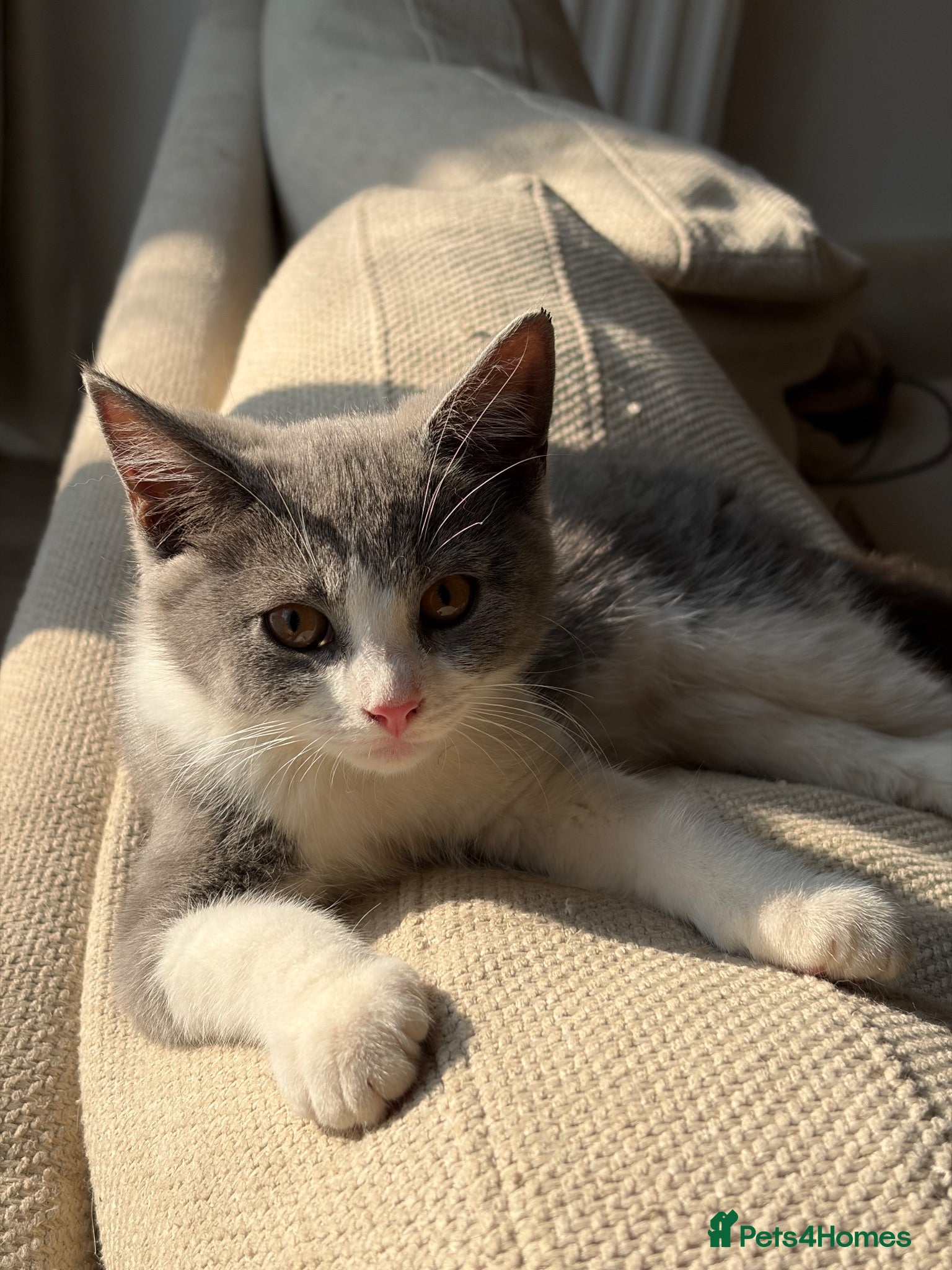 Ragdoll cats RAGDOLL MIX KITTENS - Advert 5