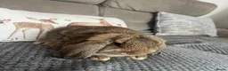 German Lop rabbits for sale: Pair of Gorgeous lop girls  - Advert 3