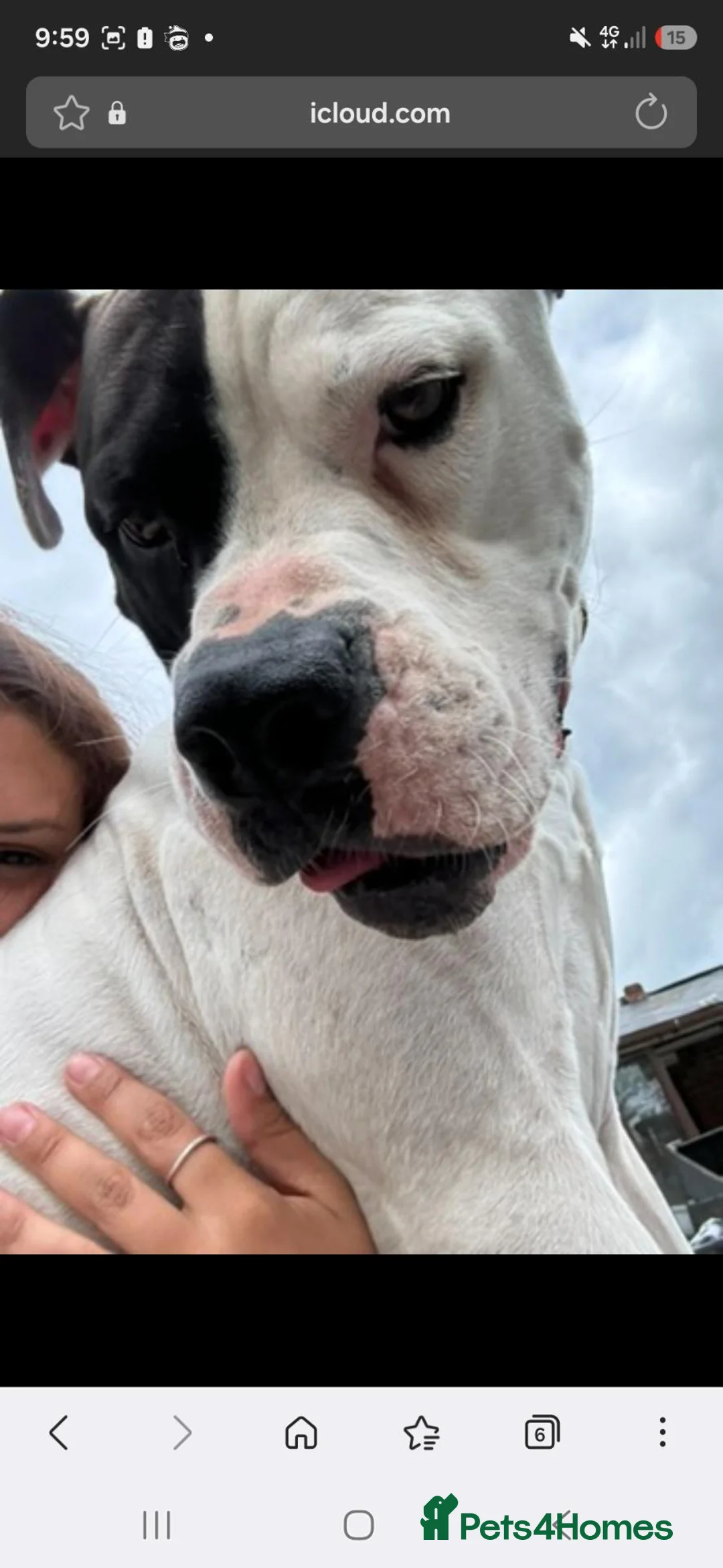 American Bulldog dogs for sale: American bulldog  in Crawley - Advert 2