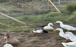Mixed Breed poultry for sale: Selection of Poultry Available (See description) - Image 5