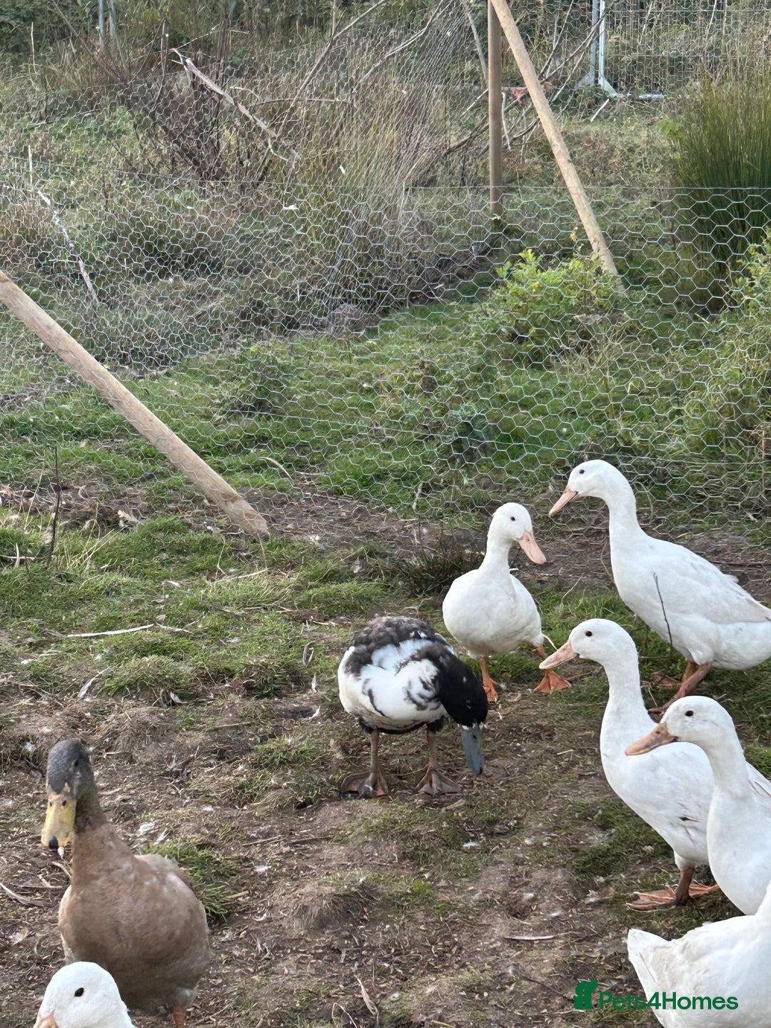 Mixed Breed poultry for sale: Selection of Poultry Available (See description) - Image 5