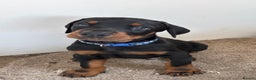Dobermann dogs for sale: KC champion bloodline Doberman pups  - Advert 5