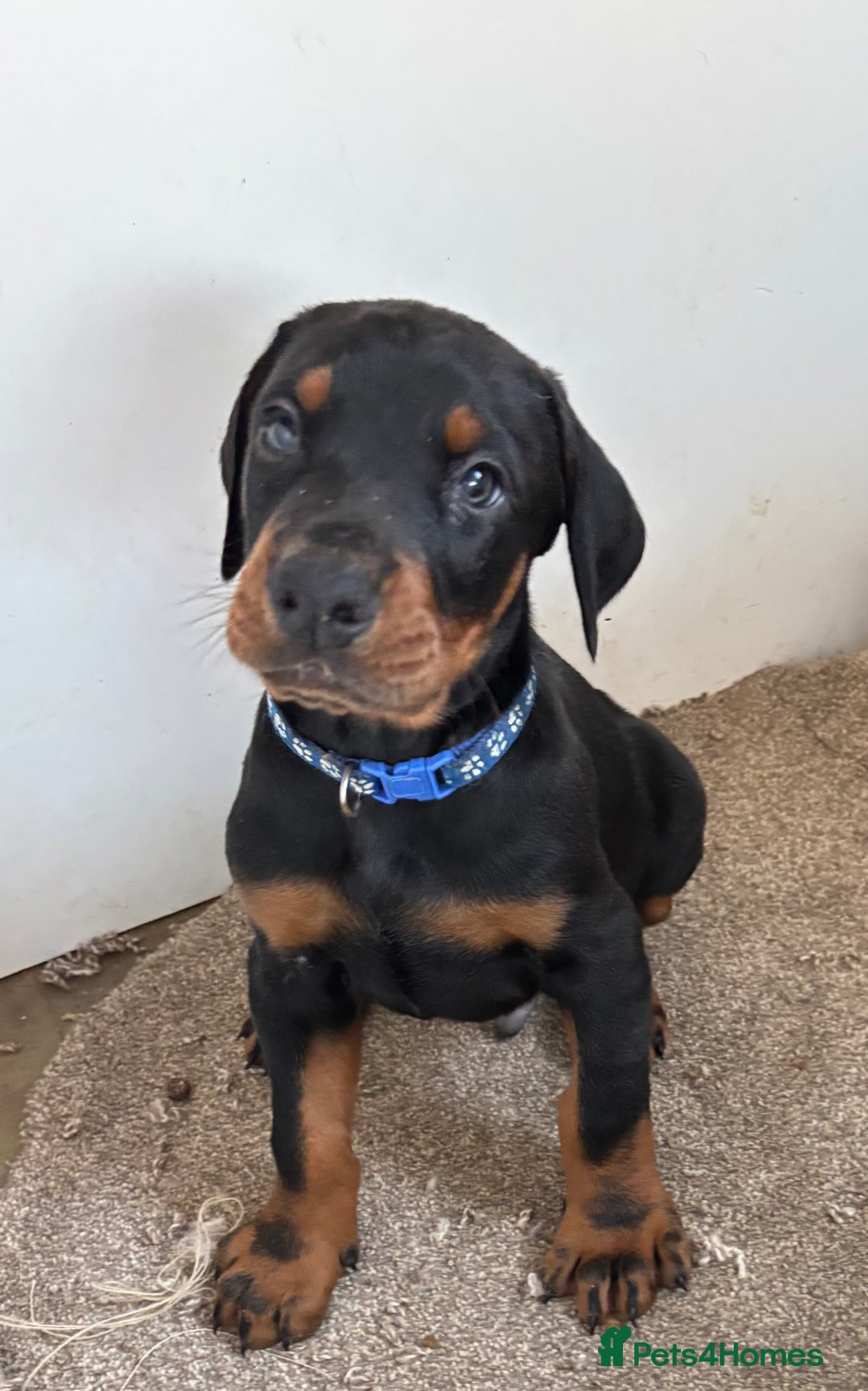Dobermann dogs for sale: KC champion bloodline Doberman pups  - Advert 5