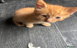Mixed Breed cats for sale: Adorable fluffy friendly kittens for sale - Image 6