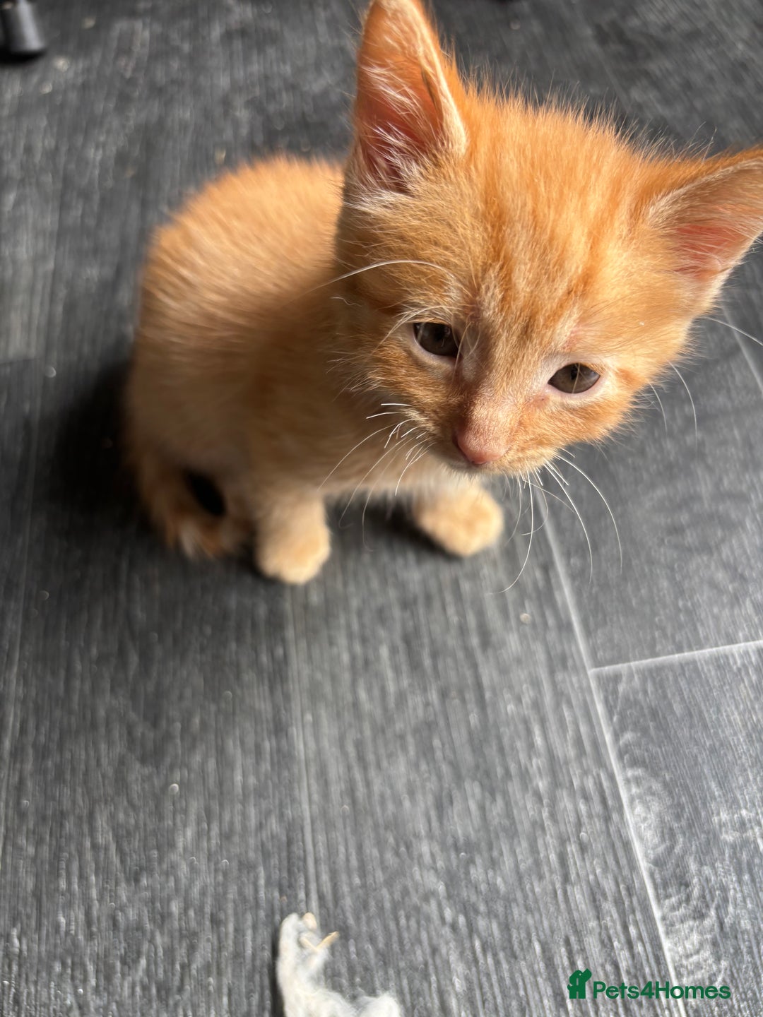 Mixed Breed cats for sale: Adorable fluffy friendly kittens for sale - Image 6