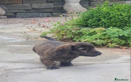 Miniature Dachshund dogs for sale: Miniature Longhaired Dachshund Puppies  - Image 21