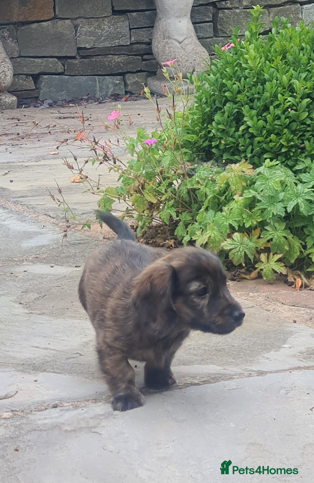 Miniature Dachshund dogs for sale: Miniature Longhaired Dachshund Puppies  - Image 21