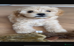 Maltipoo dogs for sale: Fully health tested quality F1 TOY female maltipoo in Poulton-le-Fylde - Image 1