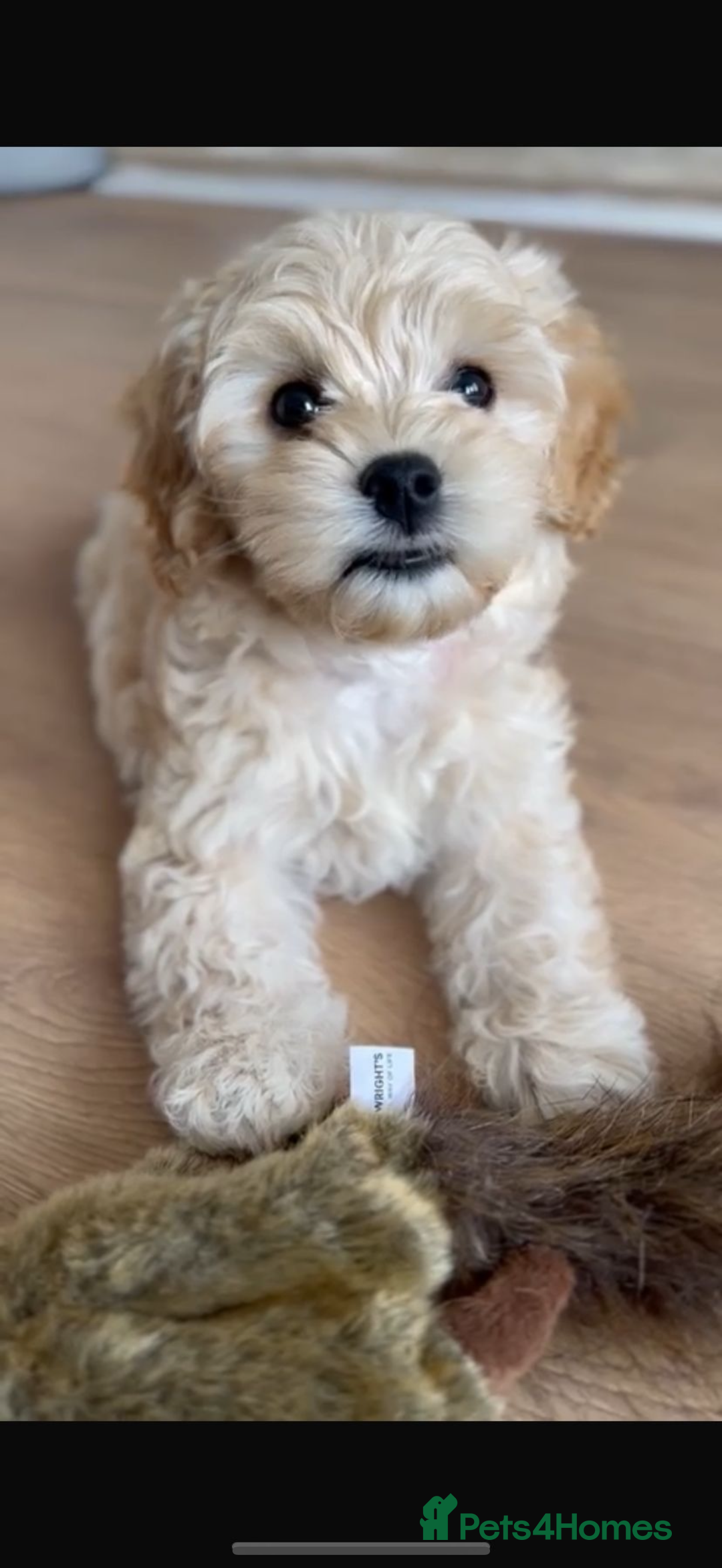 Maltipoo dogs for sale: Fully health tested quality F1 TOY female maltipoo in Poulton-le-Fylde - Image 1