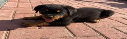 Rottweiler dogs for sale: Rottweiler puppies in Leeds - Advert 5