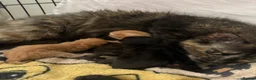 Mixed Breed cats for sale: Kittens for sale  - Advert 1