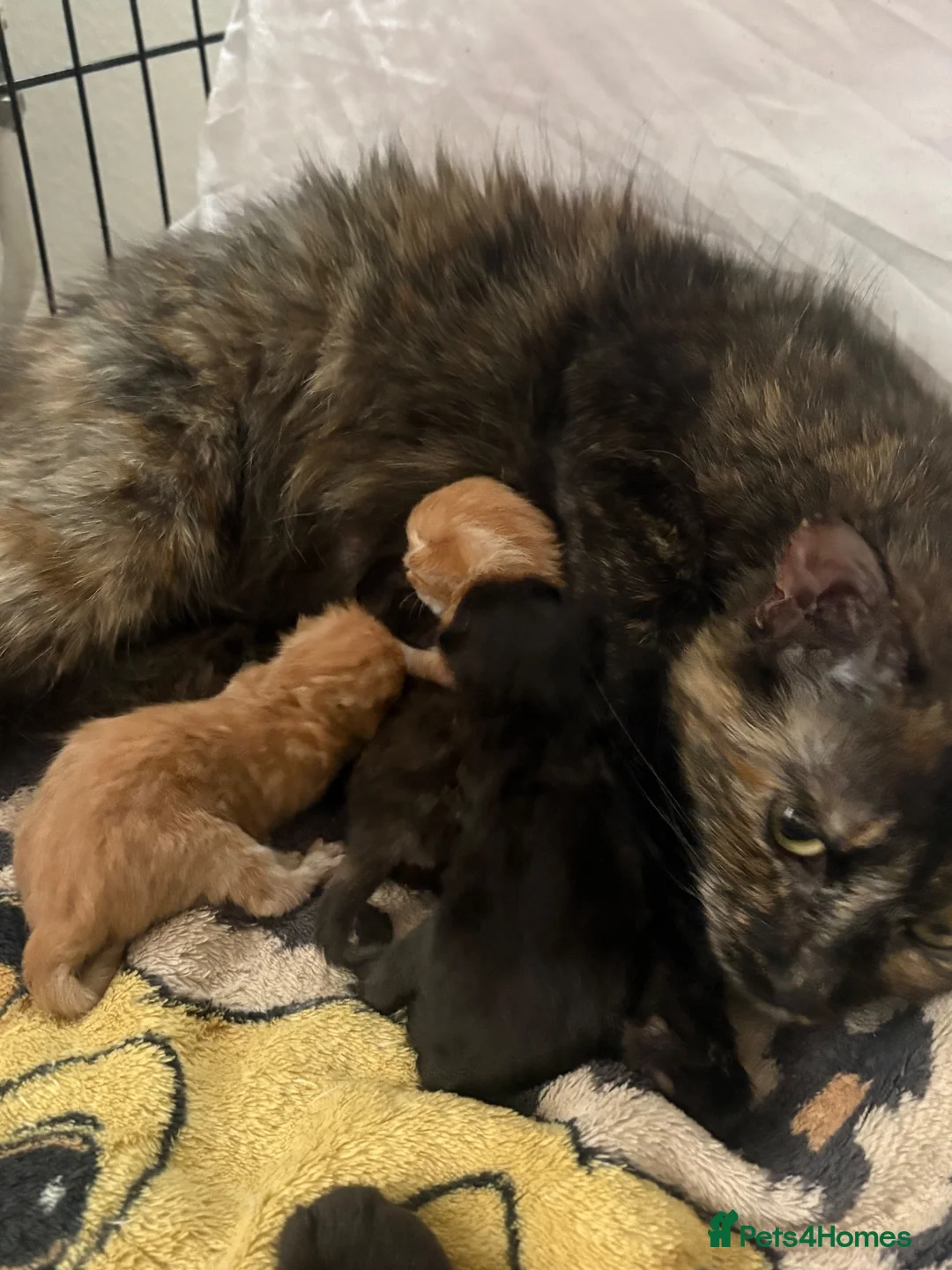 Mixed Breed cats for sale: Kittens for sale  - Advert 1
