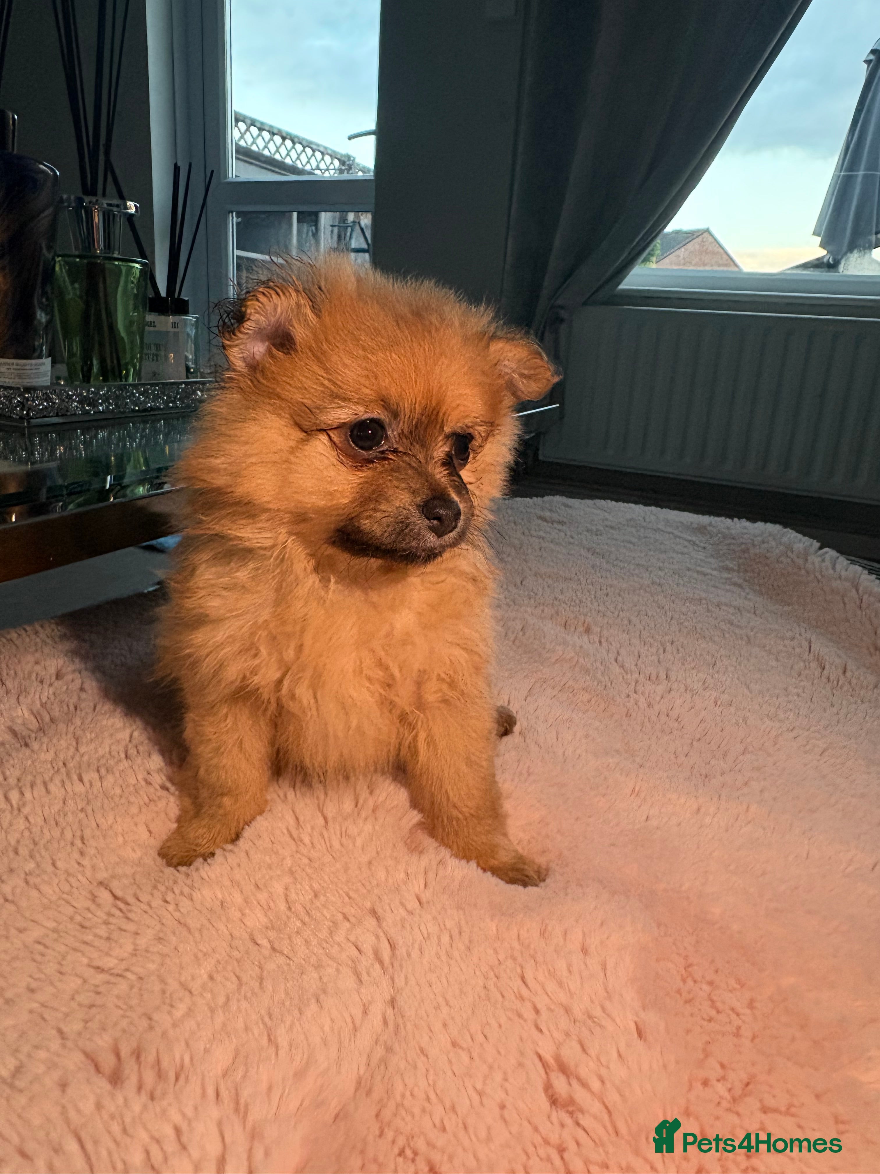 Pomeranian Puppy 3