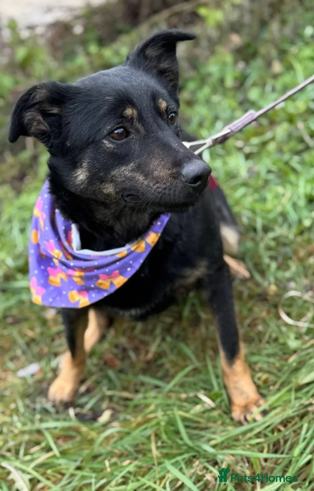 Mixed Breed dogs for adoption: ❤️ROSIE❤️2.5 yo low-medium friendly loving girl in Oxford - Advert 10