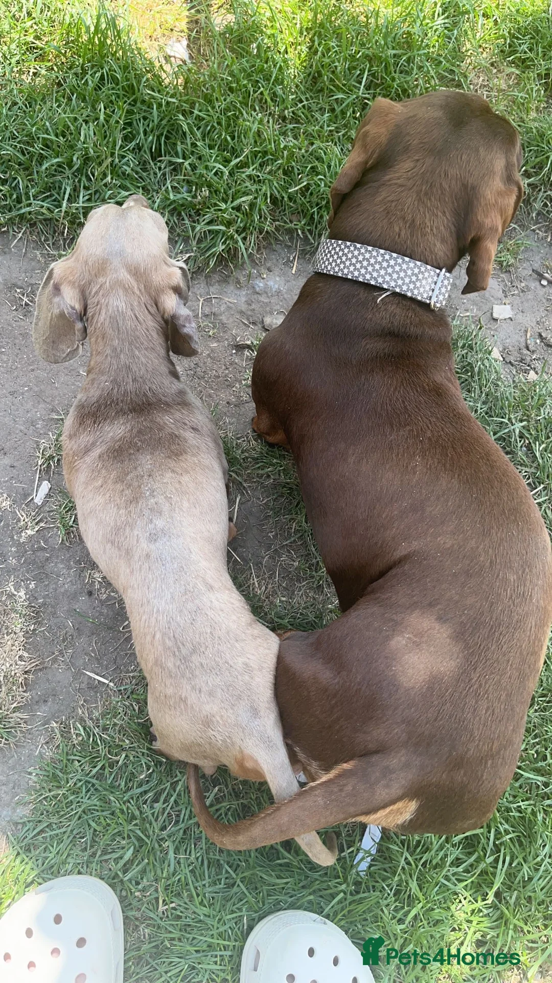 Miniature Dachshund dogs for stud: KC Miniature Dachshund (smooth coat ) for stud in Liverpool - Advert 8