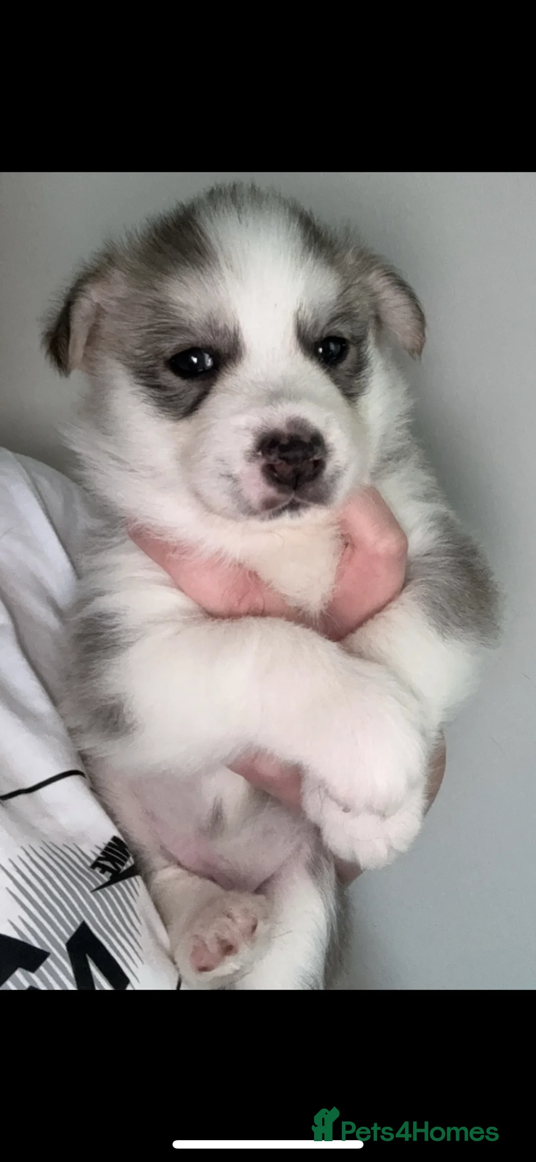 Mixed Breed dogs for sale: Border collie X Siberian husky pup - Advert 4