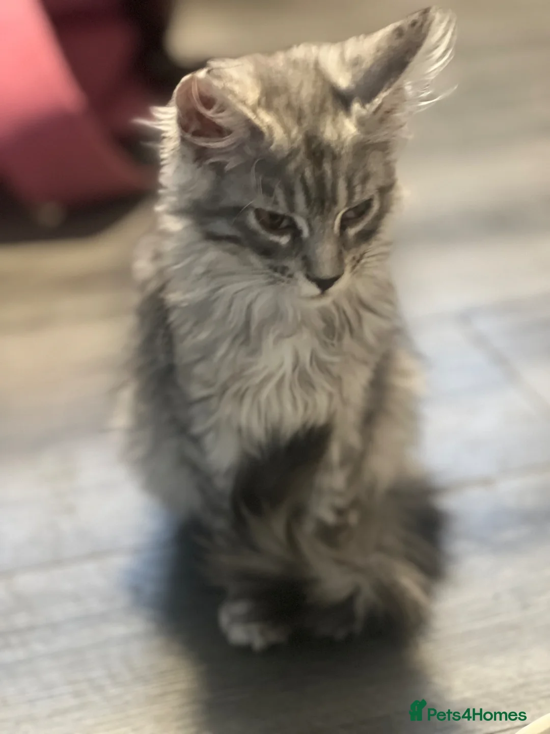 Maine Coon cats for sale: Georgeous Maine coon kittens active register - Advert 1