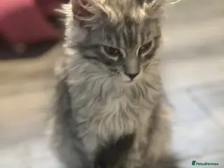 Maine Coon cats Georgeous Maine coon kittens active register - Advert 3