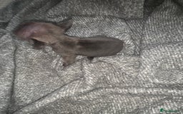 French Bulldog dogs for sale: REDUCED!!🥰Ready SOON 🐾 French bulldog puppies - Image 23