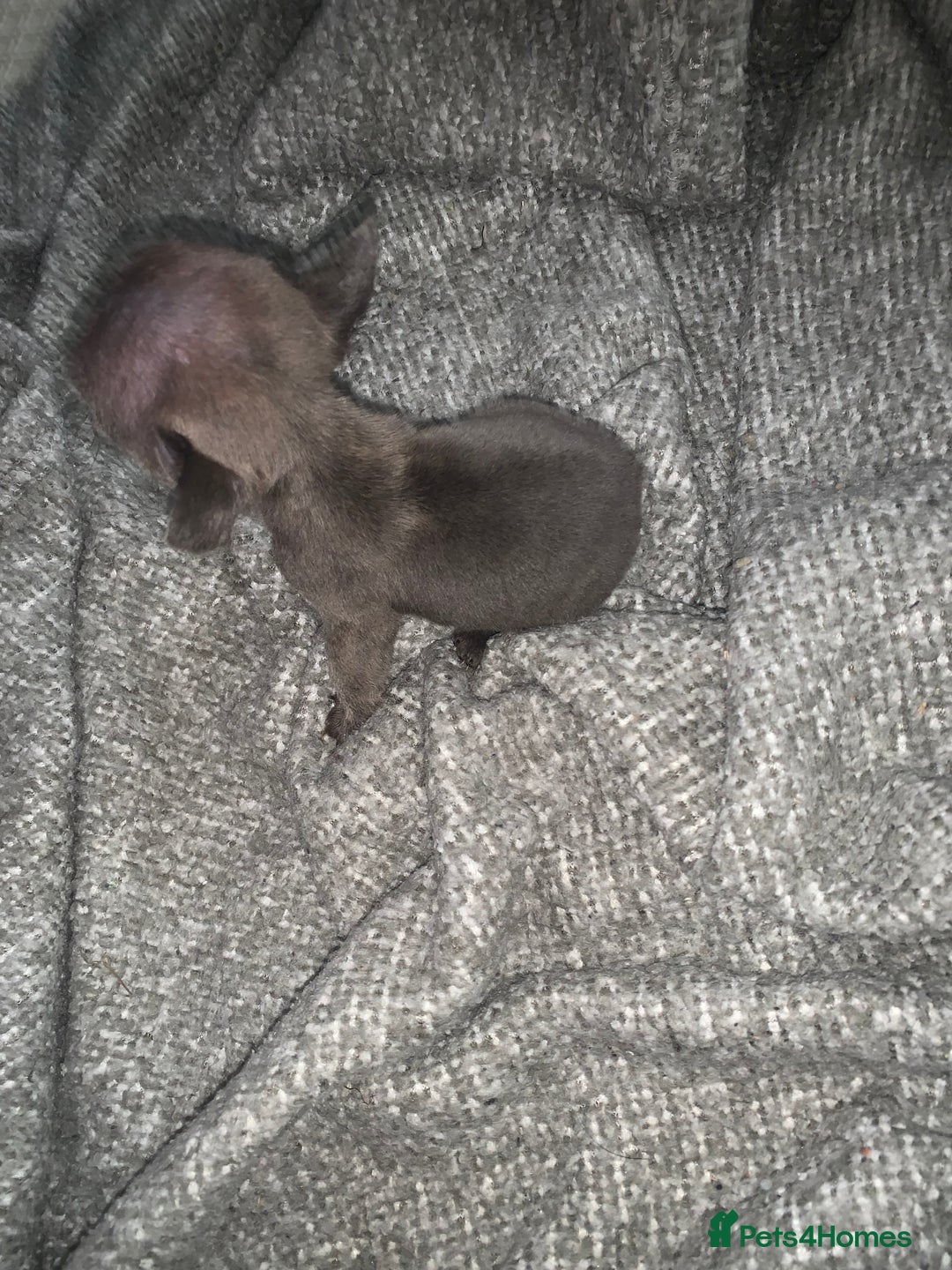 French Bulldog dogs for sale: REDUCED!!🥰Ready SOON 🐾 French bulldog puppies - Image 23