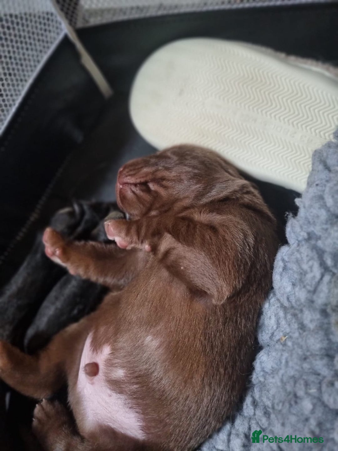 Labrador Retriever dogs for sale: 1 beautiful KC chunky show chocolate boy 4 wks - Image 12