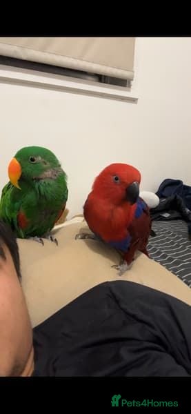 Parrots birds Eclectus Parrot for sale  - Advert 1