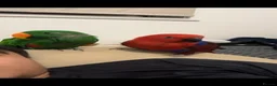 Parrots birds for sale: Eclectus Parrot for sale  in Birmingham - Advert 1