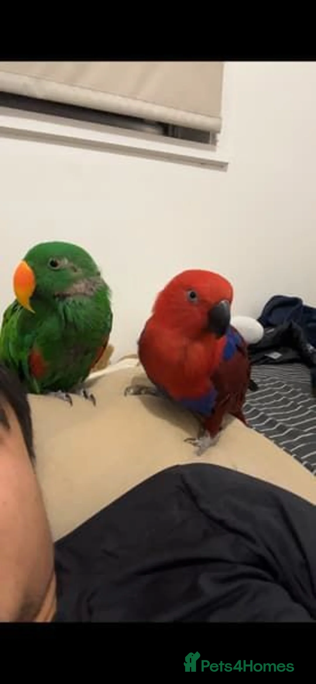 Parrots birds for sale: Eclectus Parrot for sale  in Birmingham - Advert 1