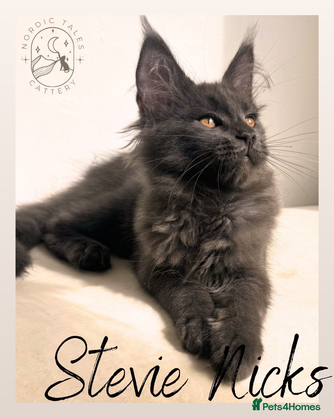 Maine Coon cats LARGE Stunning Solid Blue Maine Coon Kitten  - Advert 1