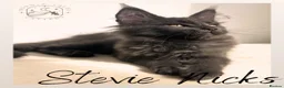 Maine Coon cats for sale: LARGE Stunning Solid Blue Maine Coon Kitten  - Advert 1