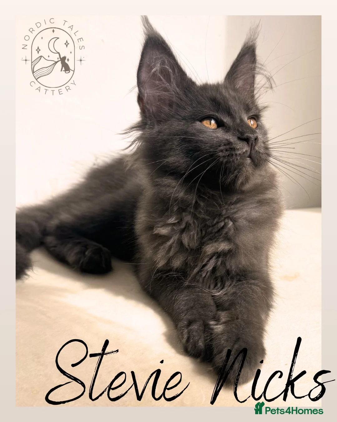 Maine Coon cats for sale: LARGE Stunning Solid Blue Maine Coon Kitten  - Advert 1