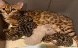 Bengal cats for sale: Gorgeous Bengal kittens 🐈‍⬛ - Image 1