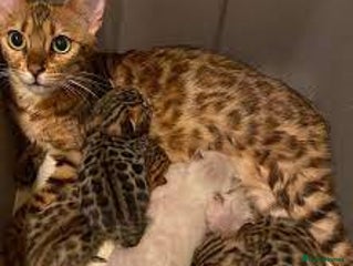 Bengal cats - Advert 12