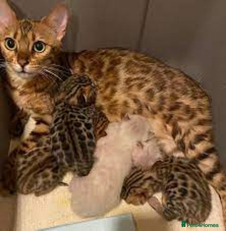 Bengal cats - Advert 13
